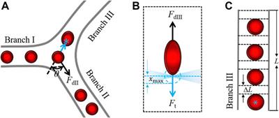 Non-Invasive Dynamic Reperfusion of Microvessels In Vivo Controlled by Optical Tweezers